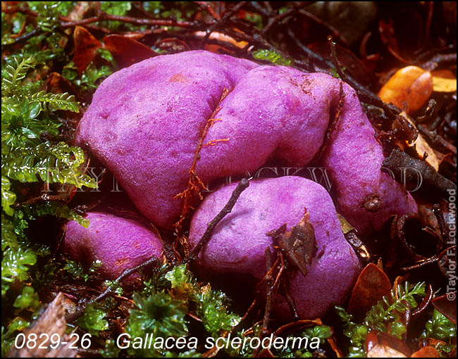 Gallacea scleroderma