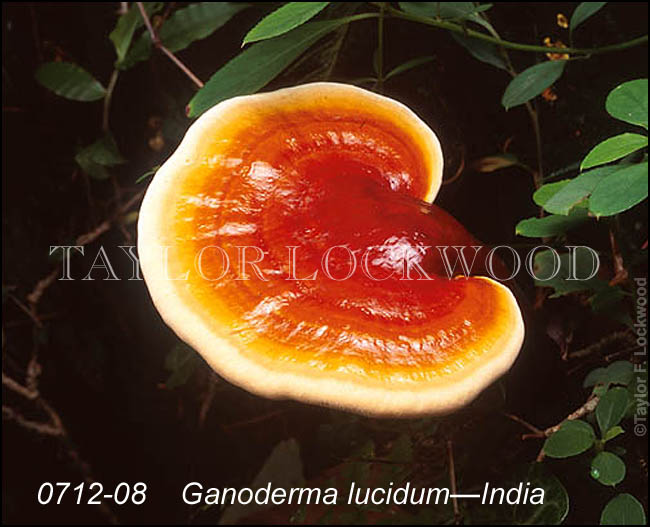 Ganoderma lucidum