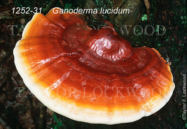 Ganoderma lucidum