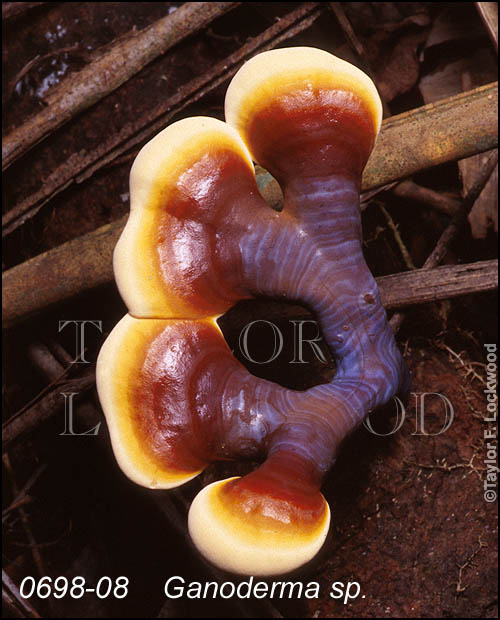 Ganoderma sp. - Nigeria