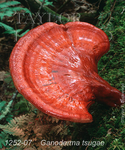 Ganoderma tsugae