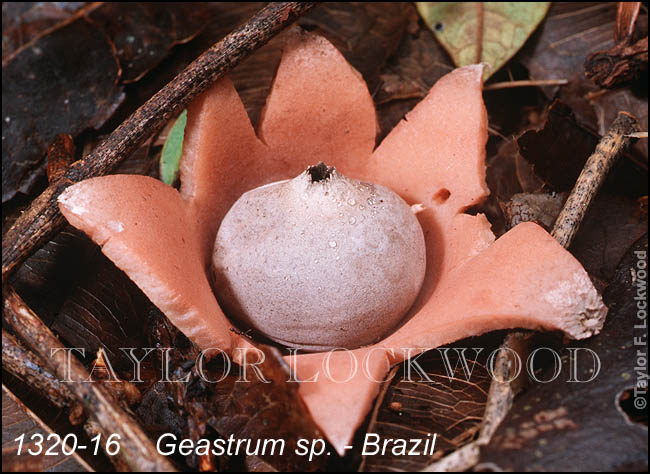 Geastrum sp. - Brazil