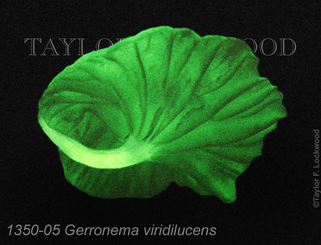 Gerronema viridilucens