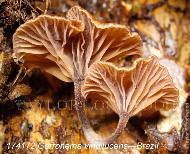 Gerronema viridilucens - Brazil