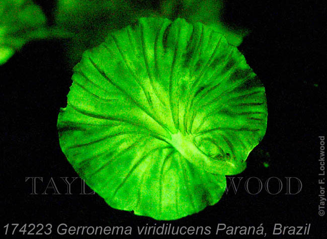 Gerronema viridilucens Paraná, Brazil