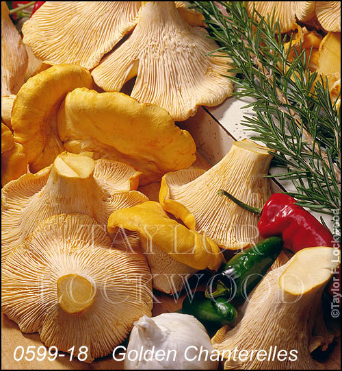 Golden Chanterelles