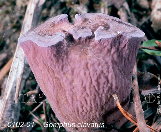 Gomphus clavatus