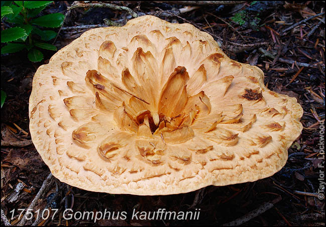 Gomphus kauffmanii