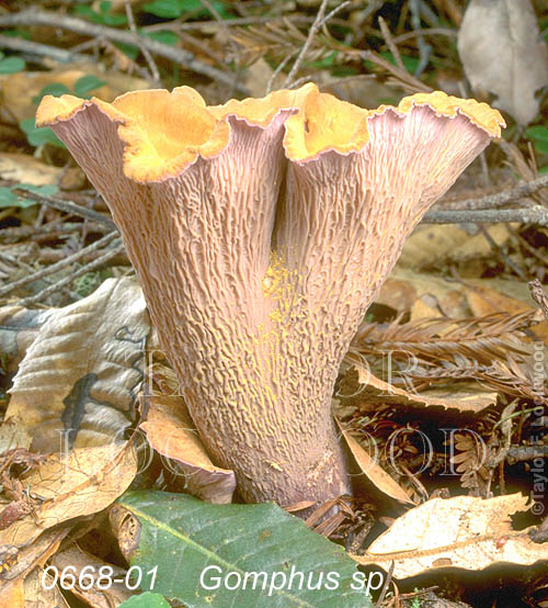 Gomphus sp.