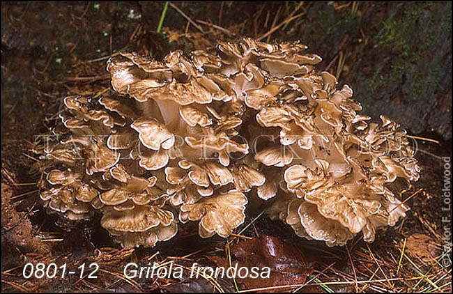 Grifola frondosa