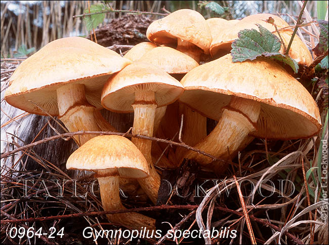 Gymnopilus spectabilis