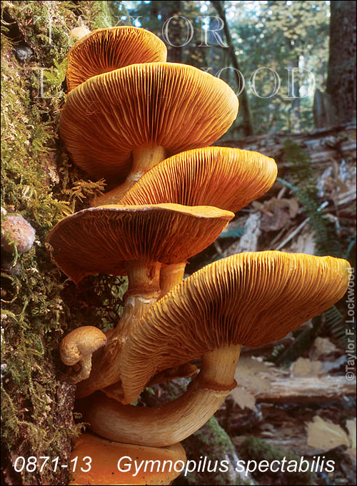 Gymnopilus spectabilis