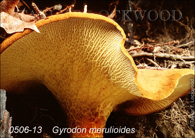 Gyrodon merulioides