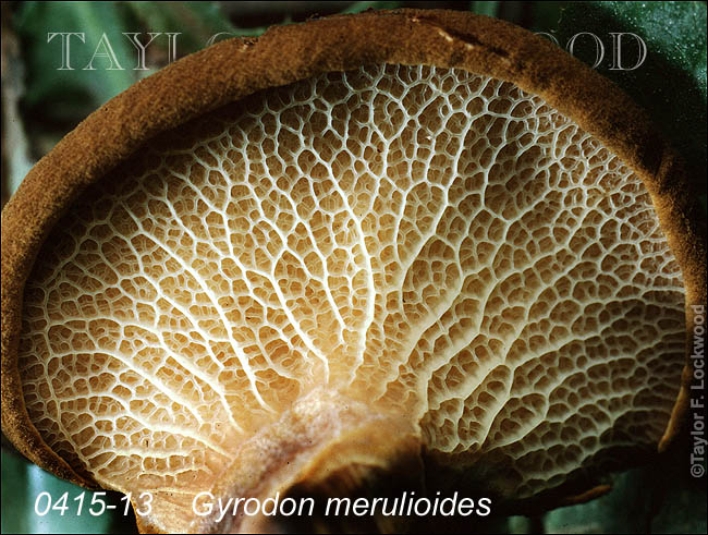 Gyrodon merulioides