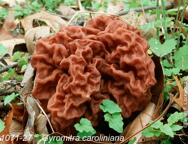 Gyromitra caroliniana