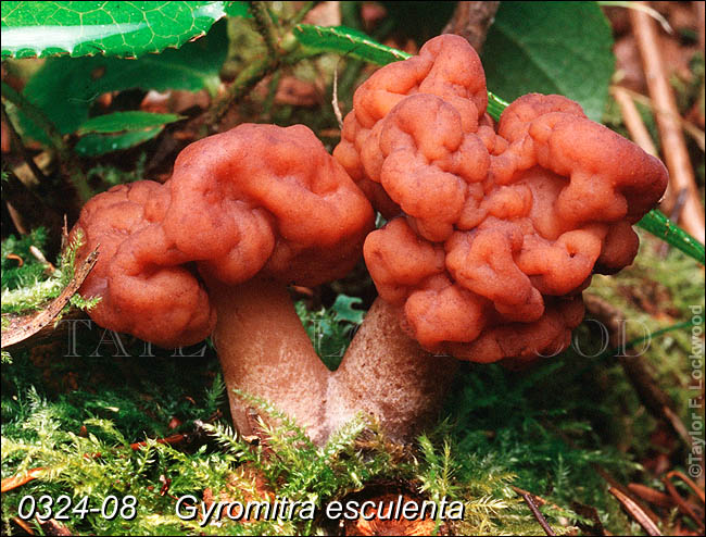 Gyromitra esculenta