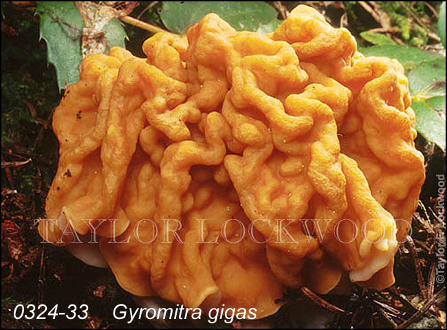 Gyromitra gigas