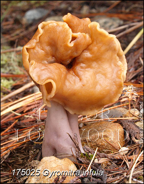 Gyromitra infula