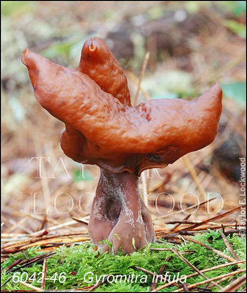 Gyromitra infula