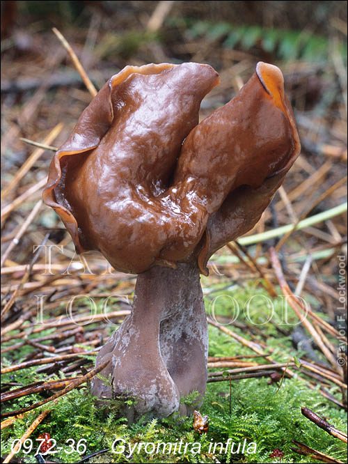 Gyromitra infula