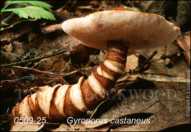 Gyroporus castaneus