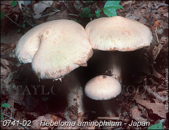 Hebeloma aminophilum