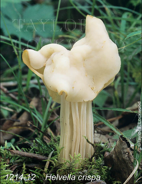 Helvella crispa