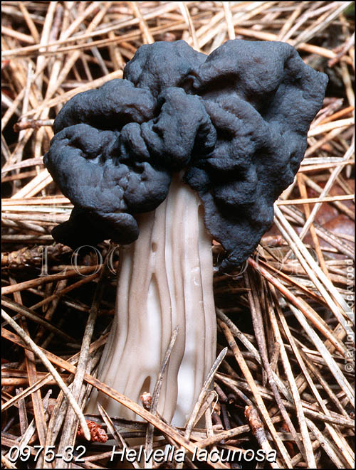 Helvella lacunosa