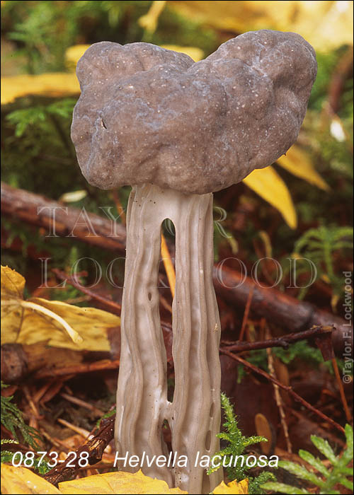 Helvella lacunosa