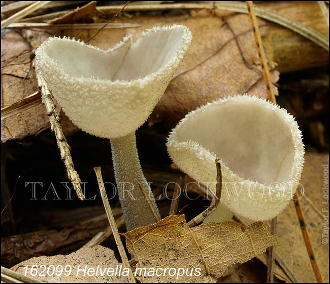 Helvella macropus