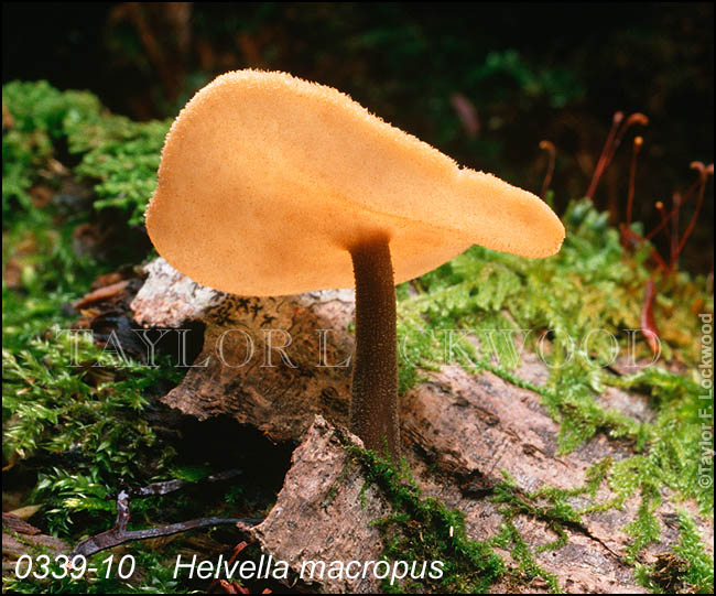 Helvella macropus