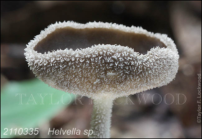 Helvella sp.