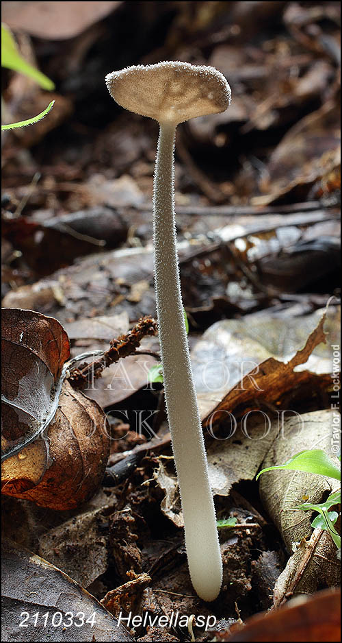 Helvella sp.