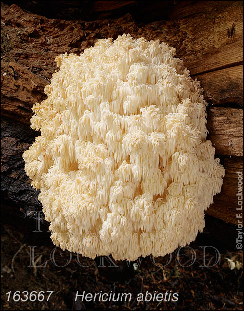 Hericium abietis