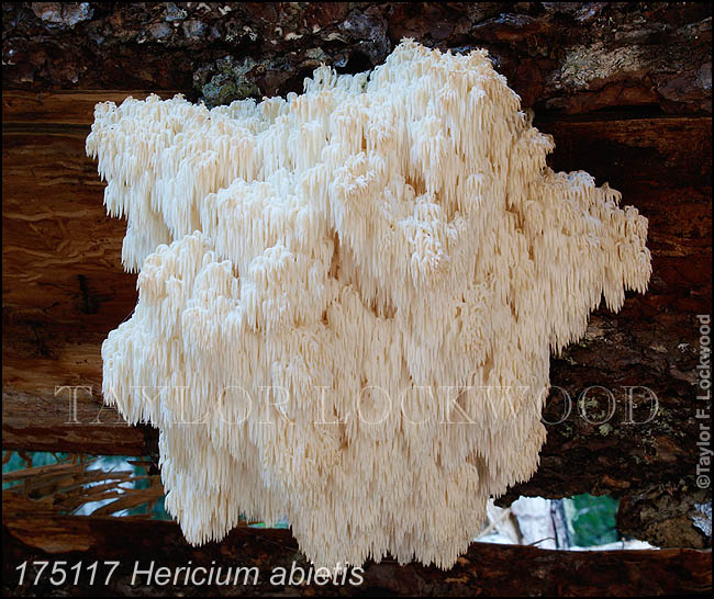 Hericium abietis