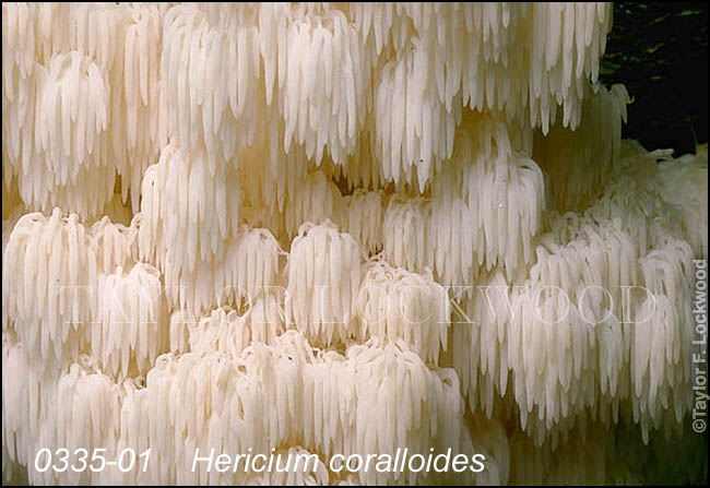 Hericium coralloides