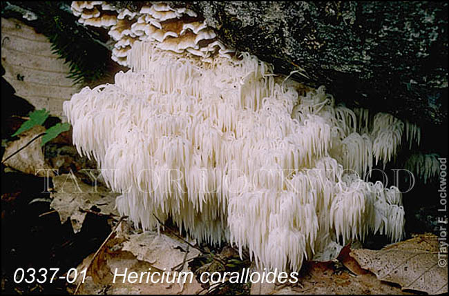 Hericium coralloides