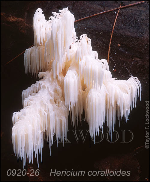 Hericium coralloides