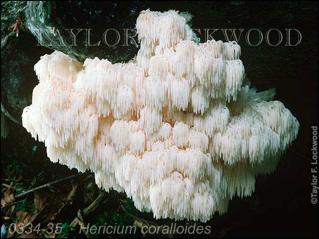 Hericium coralloides