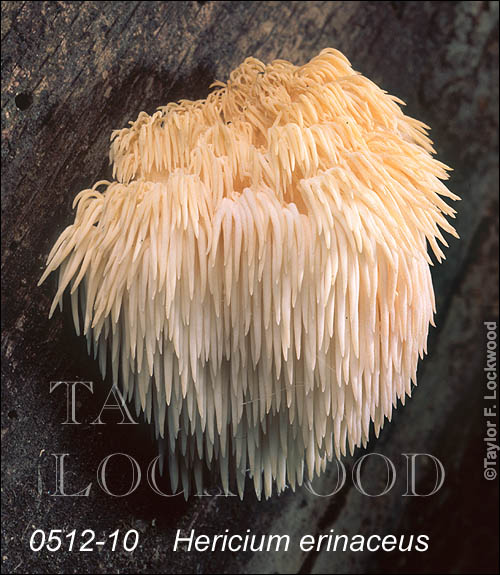 Hericium erinaceus