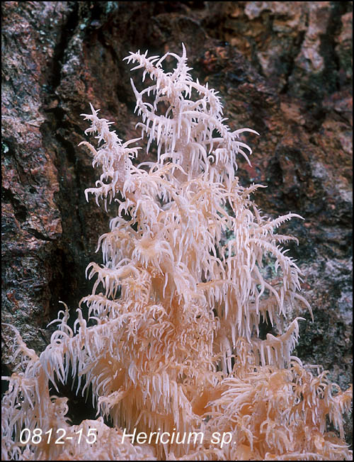 Hericium sp.