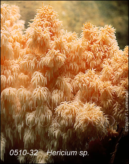 Hericium sp.