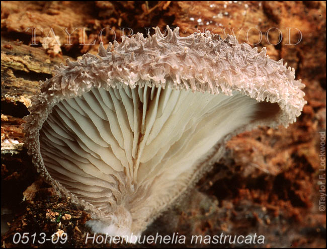 Hohenbuehelia mastrucata