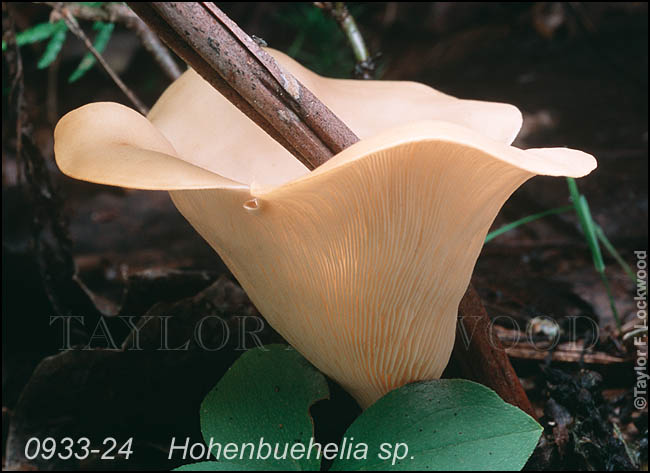 Hohenbuehelia sp.