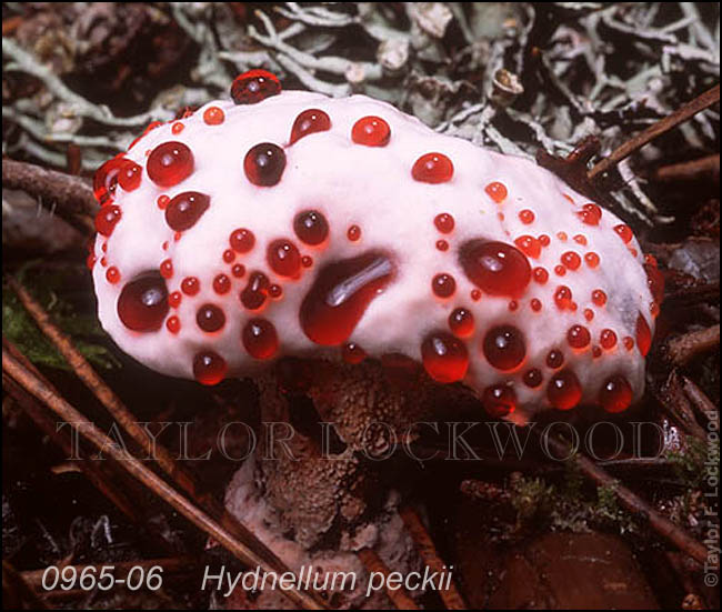 Hydnellum peckii