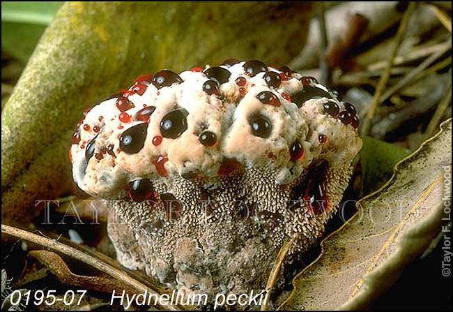 Hydnellum peckii