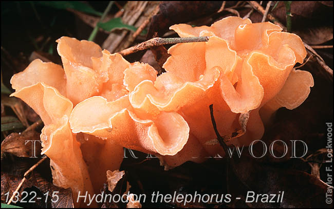 Hydnodon thelephorus - Brazil