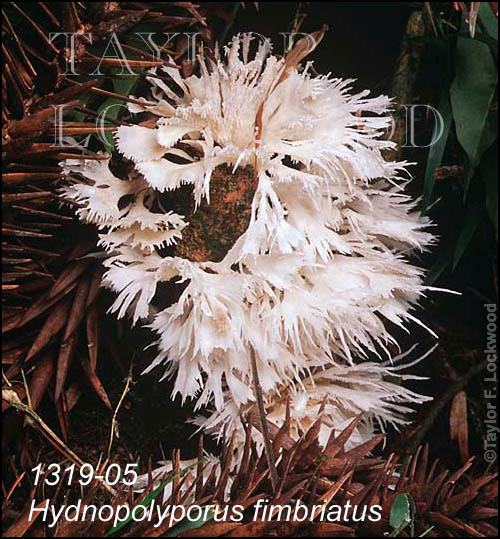 Hydnopolyporus fimbriatus