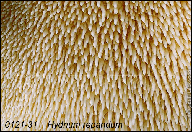 Hydnum repandum