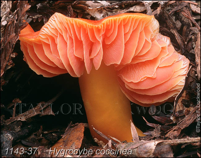 Hygrocybe coccinea